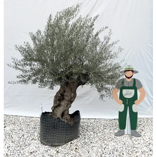 Olivier (Olea europea) G3F PEPINIERES en Motte Grillagée | C120/140 | H200/250 - G3F Pépinières