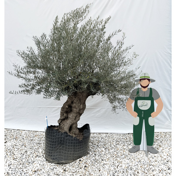 Olivier (Olea europea) G3F PEPINIERES en Motte Grillagée | C120/140 | H200/250 - G3F Pépinières