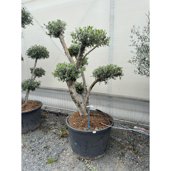 Olivier Nuage G3F PEPINIERES (Olea europea) 160 litres | C40/60 | H150/175