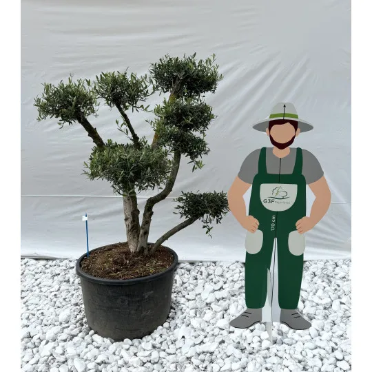 Olivier Nuage G3F PEPINIERES (Olea europea) 160 litres | C40/60 | H150/175