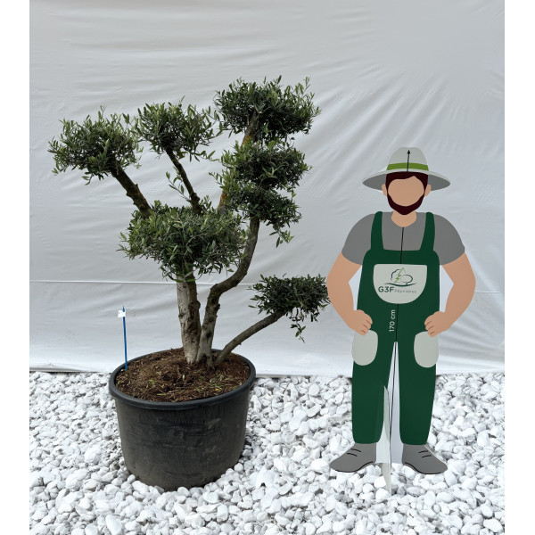 Olivier Nuage G3F PEPINIERES (Olea europea) 160 litres | C40/60 | H150/175