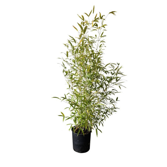 Lot de 10 Bambou à bois doré G3F PEPINIERES (Phyllostachys aurea) 10 litres | H150/175