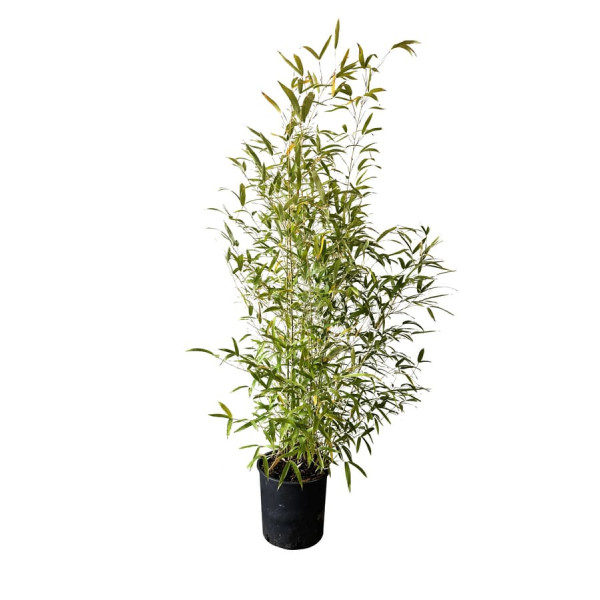 Lot de 10 Bambou à bois doré G3F PEPINIERES (Phyllostachys aurea) 10 litres | H150/175