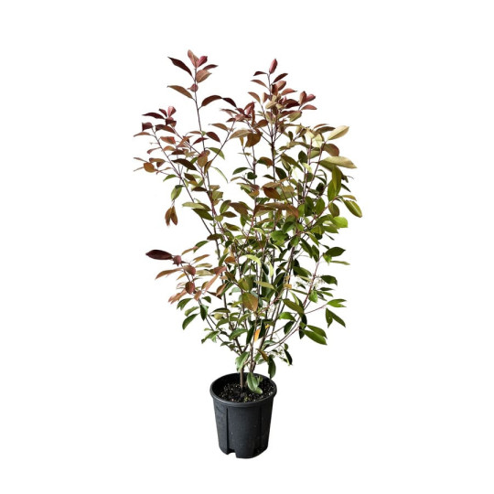Lot de 10 Plantes de Haie Red Robin ou Photinia G3F PEPINIERES (Photinia fraseri) 10L | H80/100