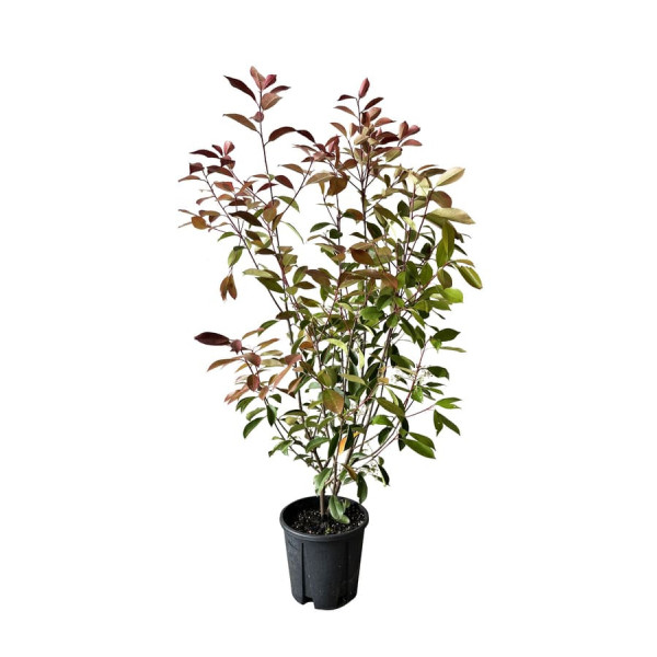 Lot de 10 Plantes de Haie Red Robin ou Photinia G3F PEPINIERES (Photinia fraseri) 10L | H80/100