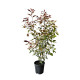 Lot de 10 Plantes de Haie Red Robin ou Photinia G3F PEPINIERES (Photinia fraseri) 10L | H80/100