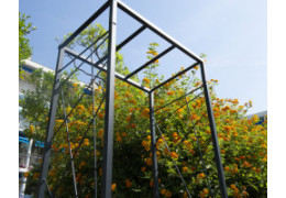 Quelles plantes choisir pour une arche de jardin ?